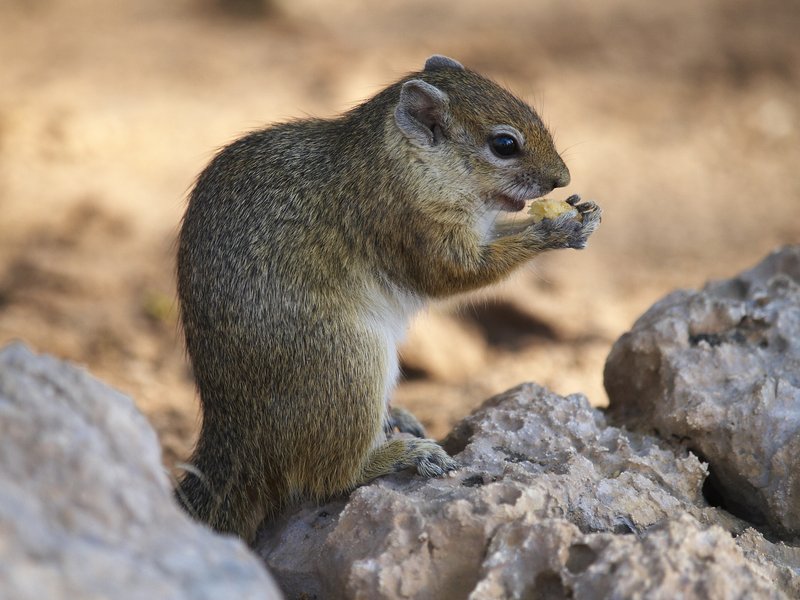Squirrel, Mokuti
